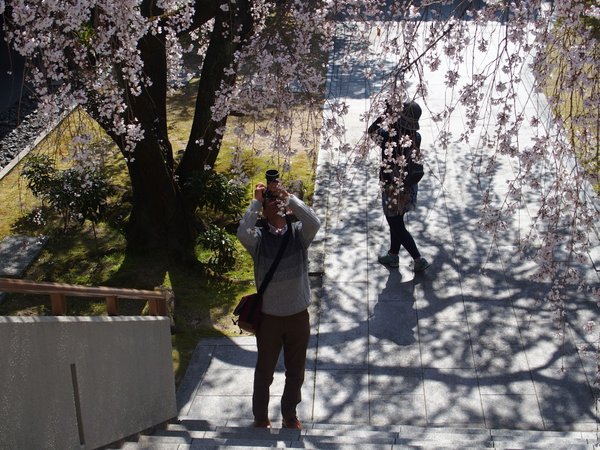 普門寺のしだれ桜_b0190540_2118456.jpg