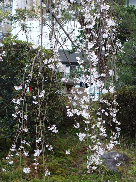 普門寺のしだれ桜_b0190540_2118747.jpg