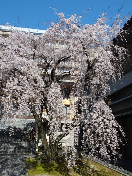 普門寺のしだれ桜_b0190540_21192668.jpg