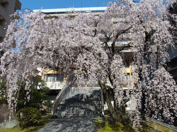 普門寺のしだれ桜_b0190540_21194441.jpg