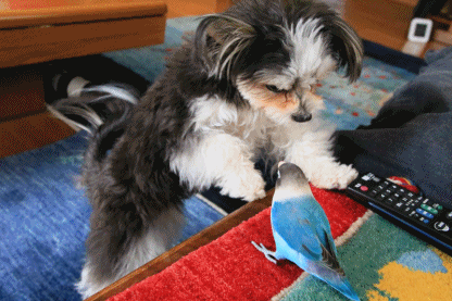 c0145250_09494169.gif