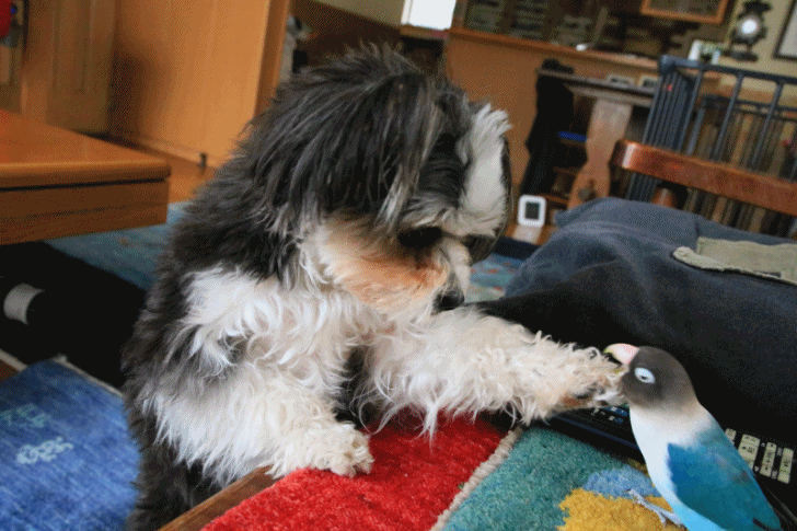 c0145250_09500094.gif