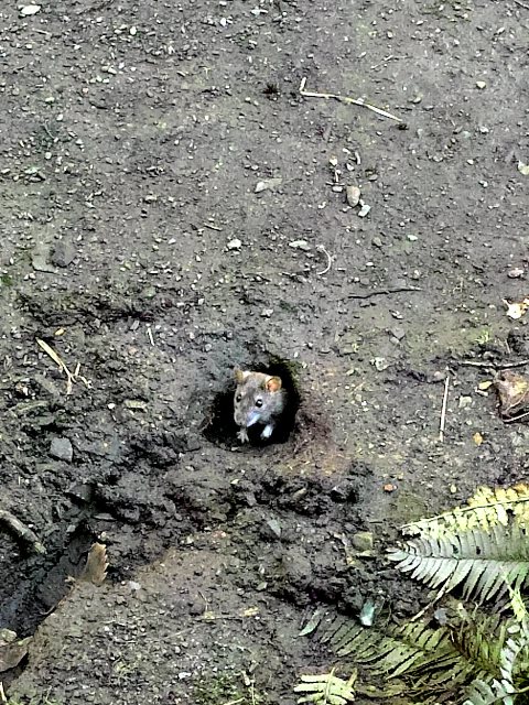 期間限定、R367・鯖街道改め桜街道・・・田んぼAの雪山が消える_d0005250_19414293.jpg