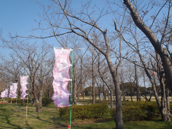□4月4日(火)かみす桜まつり会場開花状況□_f0229750_09243104.jpg