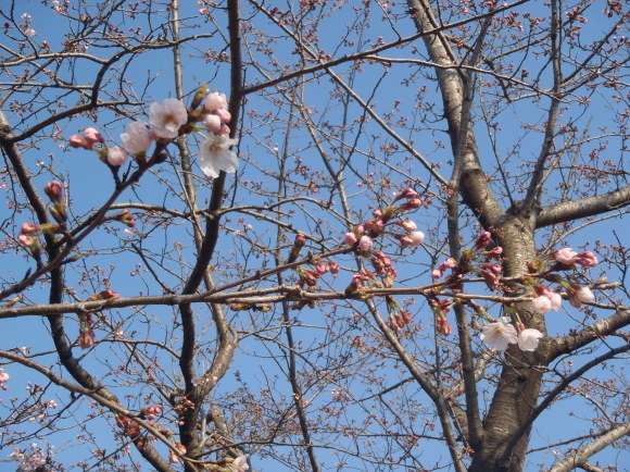 □4月4日(火)かみす桜まつり会場開花状況□_f0229750_09252672.jpg