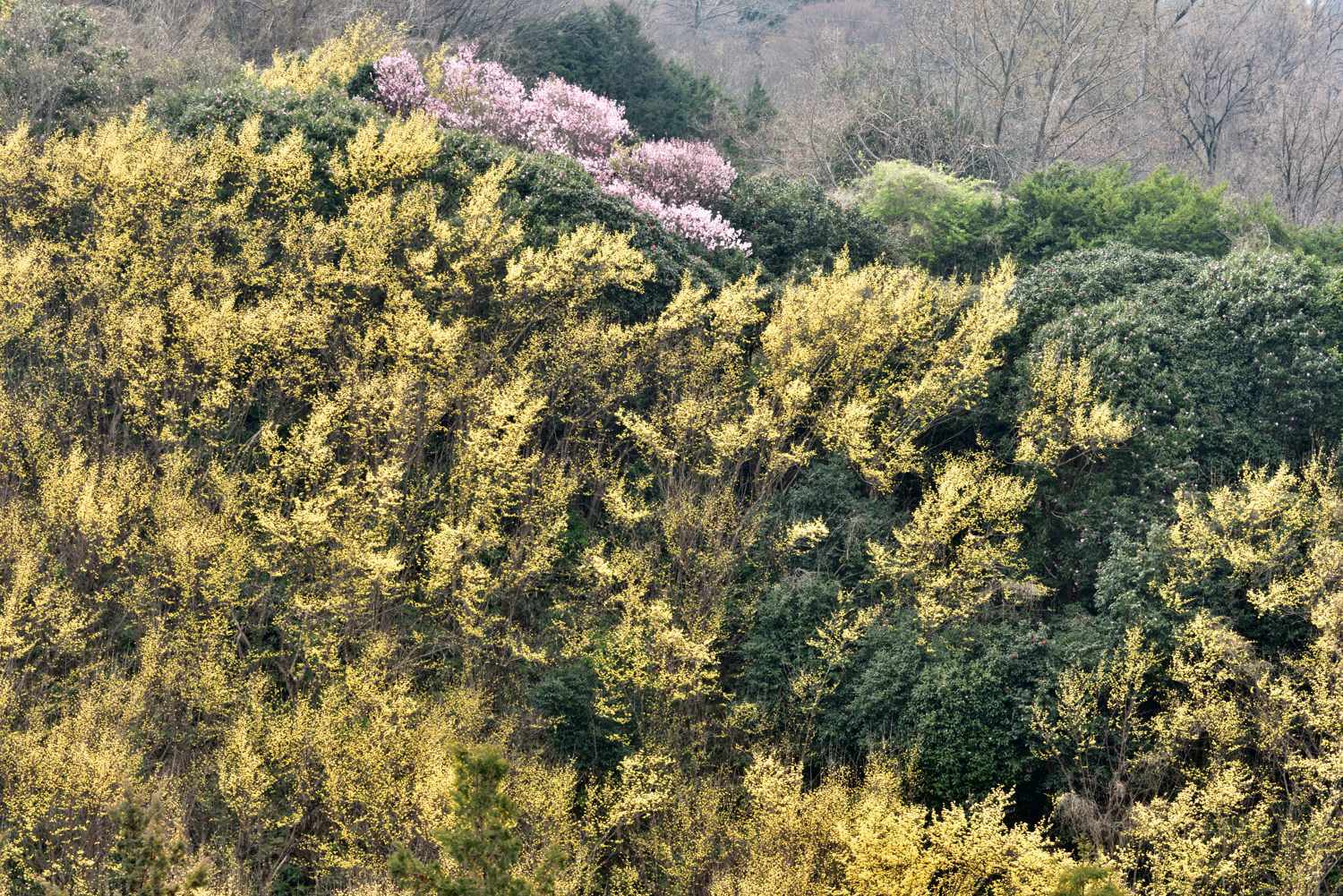 春の花 Ⅵ　　　大阪府～奈良県_d0286954_05183062.jpg