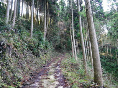 幻の白い「長生たけのこ」 本日より収穫及び即日発送!(2017)朝掘りの収穫の様子を密着取材!!(前編)_a0254656_17311994.jpg