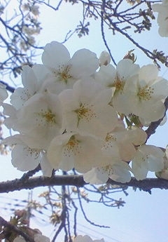 桜_b0328361_21340543.jpg