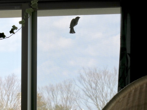 ベランダに来る者たち_f0363961_21054622.jpeg