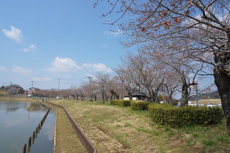 北条　大池のさくら　2017　開花情報　第一弾_b0124462_13342251.jpg