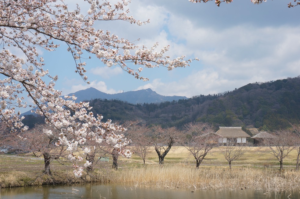 北条　大池のさくら　2017　開花情報　第一弾_b0124462_13344418.jpg