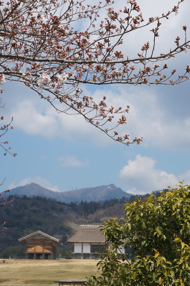 北条　大池のさくら　2017　開花情報　第一弾_b0124462_13365231.jpg