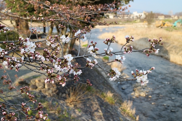 お花見ウィークの始まり始まり！_b0044663_00115422.jpg