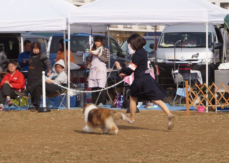 JKC部会展 ミシェルちゃん_f0126965_17525053.jpg