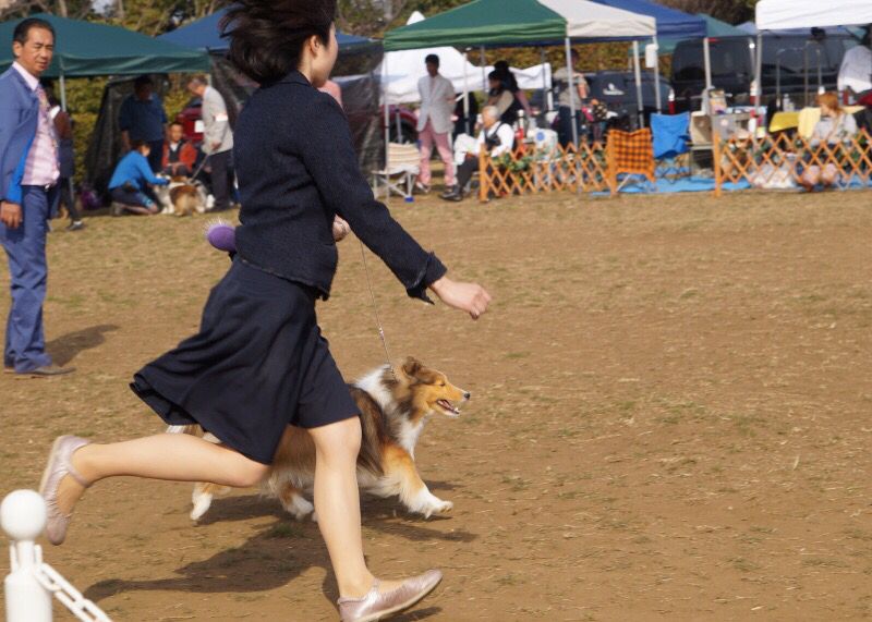 JKC部会展 ミシェルちゃん_f0126965_17525084.jpg