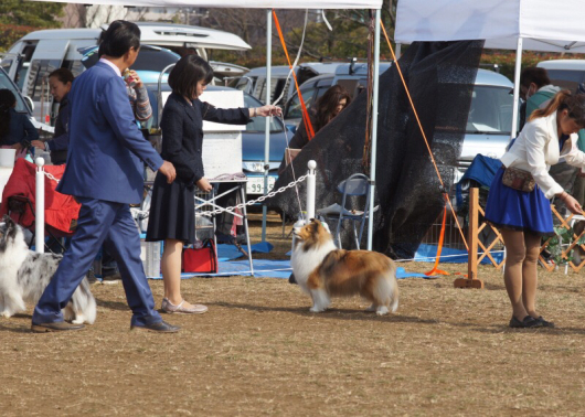 JKC部会展 ミシェルちゃん_f0126965_17525181.jpg