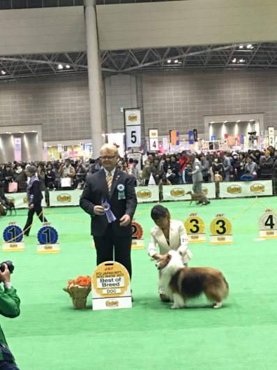 JKCジャパンインター2017_f0126965_21290380.jpg
