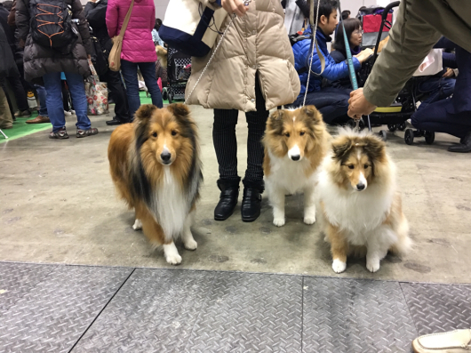 JKCジャパンインター2017_f0126965_21290412.jpg