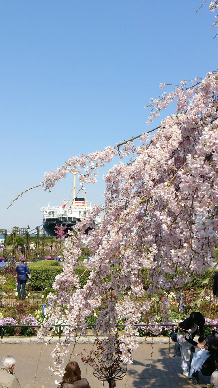 山下公園と中目黒の桜 X Residents - Sokurha 第29回音の貝合わせ_c0002171_22491475.jpg