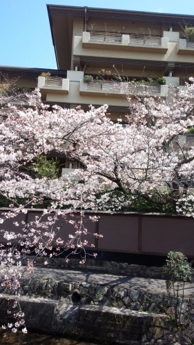 今日の桜_c0311574_12331191.jpg