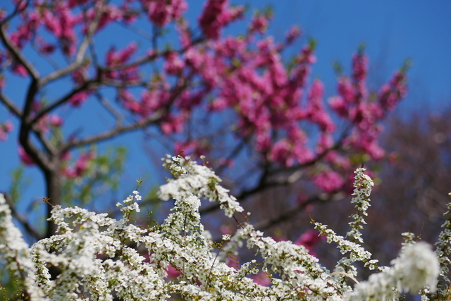 桜探し～大阪_b0358575_02505697.jpg