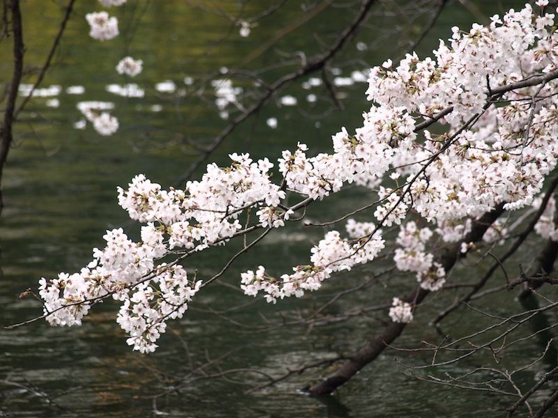 武蔵野・吉祥寺・井の頭公園　桜開花情報_e0122680_17092689.jpg