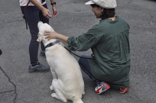 1歳前後でお別れは辛いけど 盲導犬候補生lとの生活