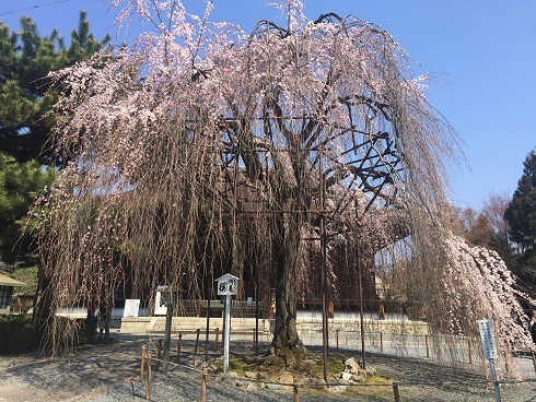 4月4日　京都の桜　Ⅱ　千本釈迦堂_d0341582_19514900.jpg