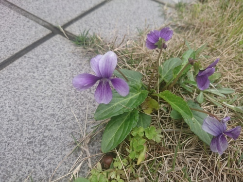 甲乙つけがたし～_c0204385_16581198.jpg
