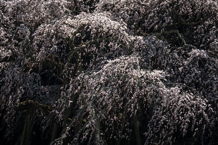 七分咲きのエドヒガン_d0353489_20314722.jpg