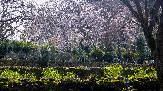 ガーデンショップさんぽ道のしだれ桜_e0176993_07463729.jpg