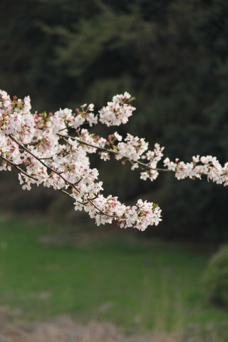 お花見した～い_e0120794_18295017.jpg