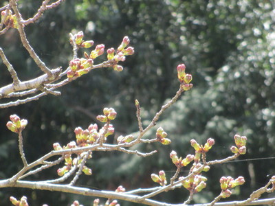 a0206695_13355045.jpg