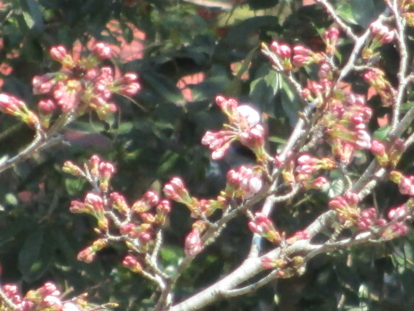 a0206695_133807.jpg