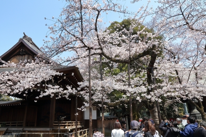 東京の都市伝説 桜の標本木は老木なので 他の桜よりも開花が 超 早い 千代田区 九段 旅プラスの日記 東京の都市伝説 桜の標本木は老木なので 他の桜よりも開花が 超 早い 千代田区 九段 旅プラスの日記