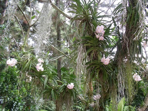 世界遺産シンガポール植民地散策です_c0017802_19255436.jpg