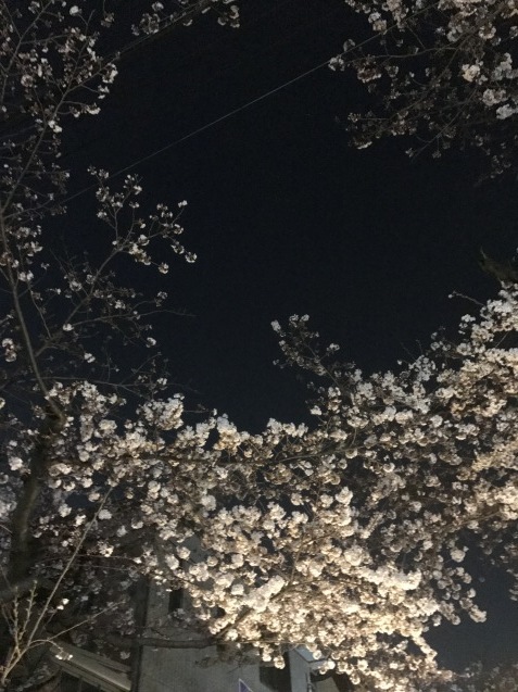 桜_f0250403_23421570.jpg