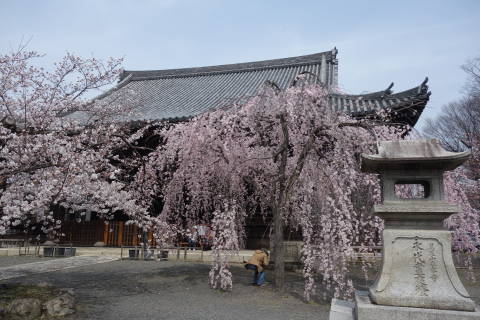 京都の桜2_b0069604_21340622.jpg