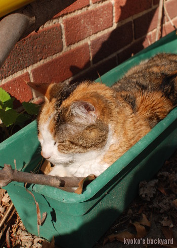 プランター猫_b0253205_05575141.jpg