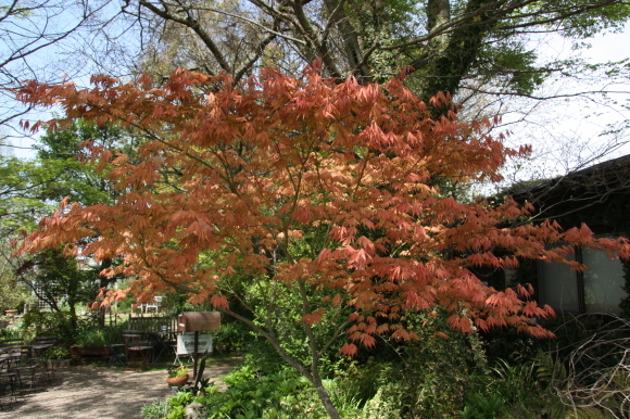 a0139007_15313281.jpg