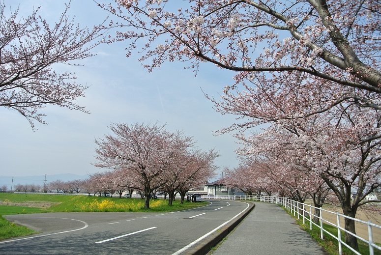 桜さん咲いたよーーー_f0179209_11461720.jpg