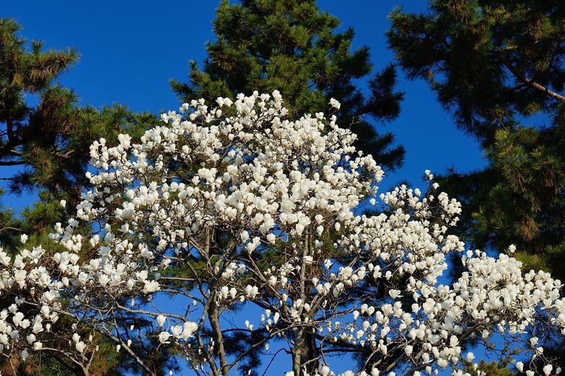 御所の白木蓮と桃の花_f0032011_19542525.jpg