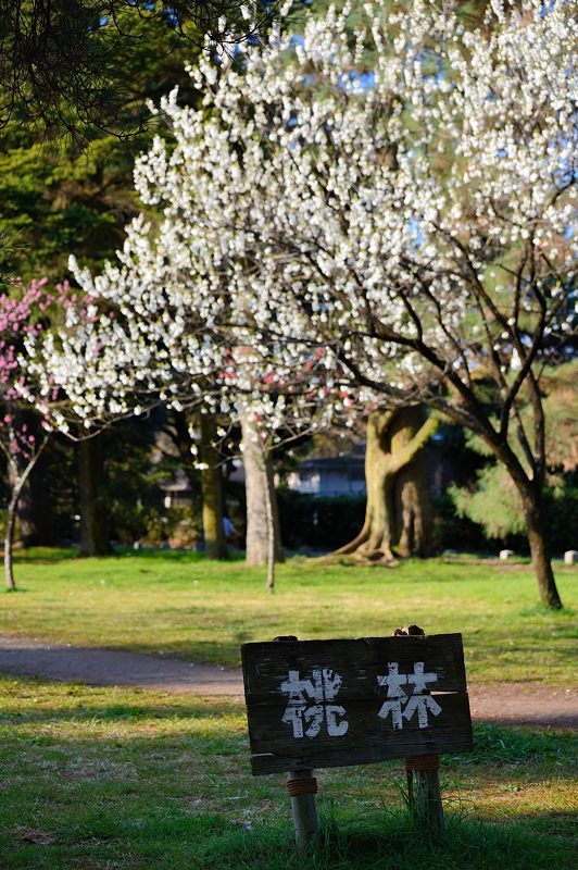 御所の白木蓮と桃の花_f0032011_19575308.jpg