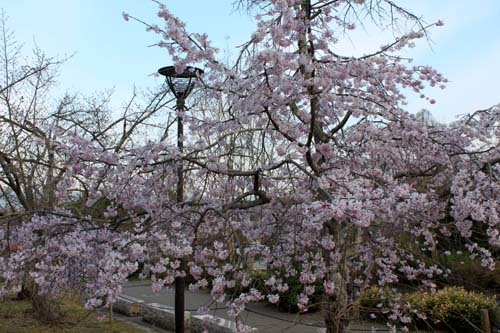 円山公園　まもなく満開_e0048413_21102894.jpg