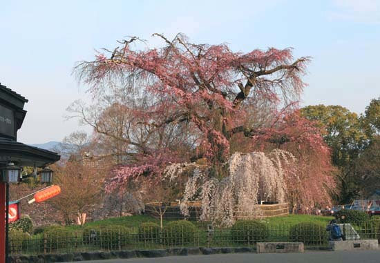 円山公園　まもなく満開_e0048413_21105363.jpg