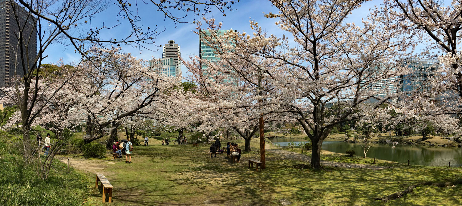 旧芝離宮恩賜庭園 見頃_b0218915_20184443.jpg