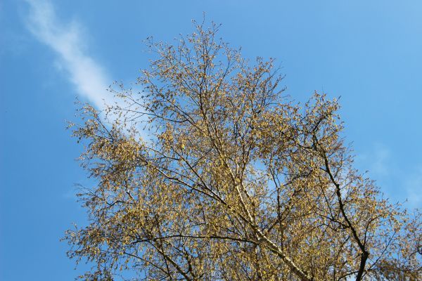 花粉症と自己血治療法 ドイツでお茶です 花粉症と自己血治療法 ドイツでお茶です