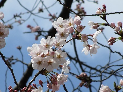 民俗資料館・旧和田家の桜_e0373815_14102237.jpg