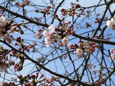 民俗資料館・旧和田家の桜_e0373815_14105102.jpg