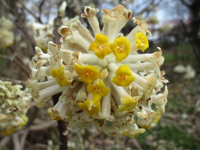 民俗資料館・旧和田家の花たち_e0373815_14310132.jpg